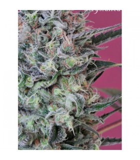 Krystalica 10 u. reg. Mandala Seeds