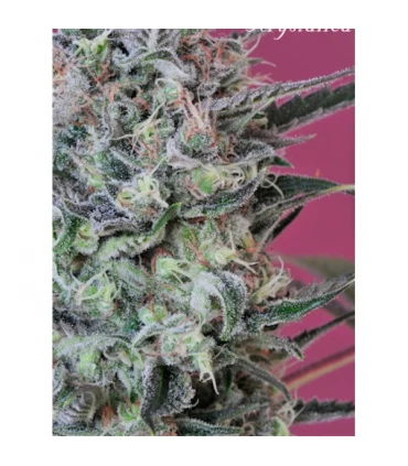 Krystalica 10 u. reg. Mandala Seeds