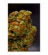 Lavender - Soma Seeds