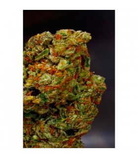 Lavender - Soma Seeds