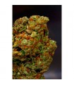 Lavender - Soma Seeds