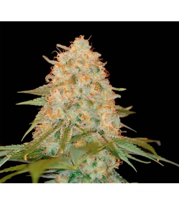 LA Chocolat - DNA Genetics - Kayamurcia.es