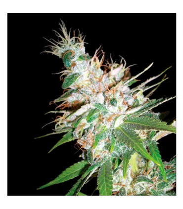 LA Woman 6 u. - DNA Genetics - Kayamurcia.es