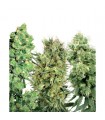 White Label Mix 25 u. reg. White Label