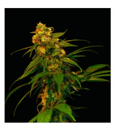 Lemon OG Kush - DNA Genetics - Kayamurcia.es