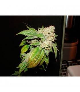 Larry OG Kush 10 u. reg. The Cali Connection