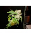 Larry OG Kush 10 u. reg. The Cali Connection
