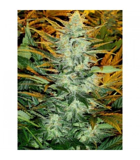 Auto Lowryder n2 - 10 u. fem. Seedsman