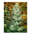 Auto Lowryder n2 - 10 u. fem. Seedsman