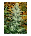 Auto Lowryder n2 -  5 u. fem.  Seedsman