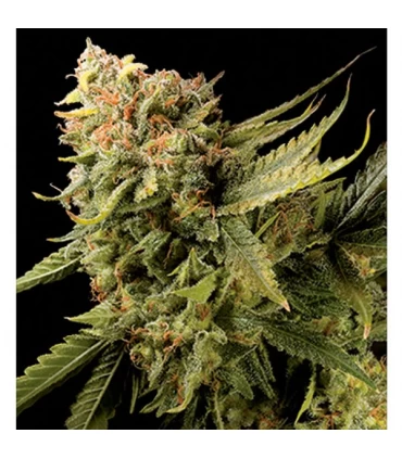 Lemon Skunk - DNA Genetics - Kayamurcia.es