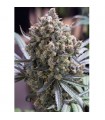 Fast Flowering Green Crack  5 u. fem. Humboldt