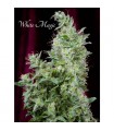 White Magic 6 sem. fem. Mandala Seeds