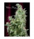 White Magic - Mandala Seeds