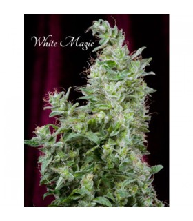 White Magic - Mandala Seeds