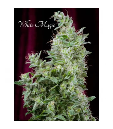 White Magic - Mandala Seeds
