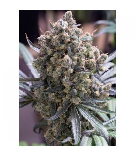 Fast Flowering Green Crack 10 u. fem. Humboldt