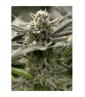 Fast Flowering OGKZ  5 u. fem. Humboldt