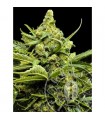 Auto Maxi Gom 10 u. fem. Grassomatic