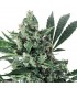 Auto Med Gom 1.0 - 3 u.  Grassomatic