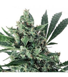 Auto Med Gom 1.0 - 3 u.  Grassomatic