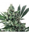 Auto Med Gom 1.0 - 3 u.  Grassomatic