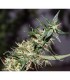 Mango Haze 15 u. reg. Mr. Nice