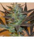 Mind Bender 5 u. fem. KC Brains
