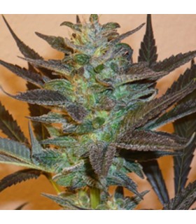 Mind Bender 5 u. fem. KC Brains