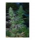 Mejico Jarrilla Sinaloa 10 u. reg. Cannabiogen