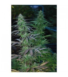 Mejico Jarrilla Sinaloa 10 u. reg. Cannabiogen