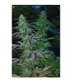 Mejico Jarrilla Sinaloa 10 u. reg. Cannabiogen