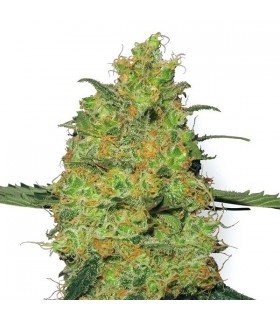 Master Kush 10 u. fem. White Label