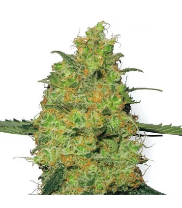 Master Kush 10 u. fem. White Label