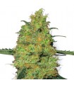 Master Kush 10 u. fem. White Label