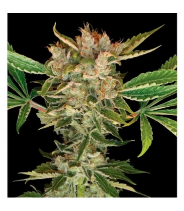Martian Kush - DNA Genetics - Kayamurcia.es