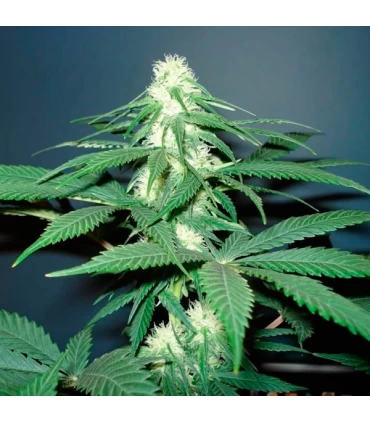 Master Kush - Nirvana - Kayamurcia.es