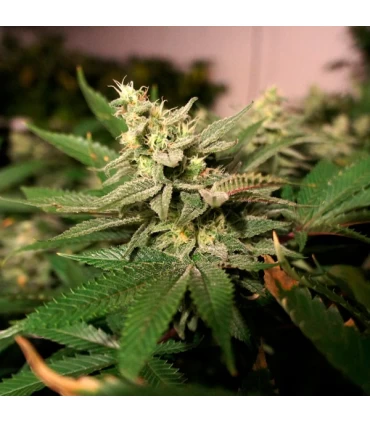 M-Kage - T.H. Seeds.