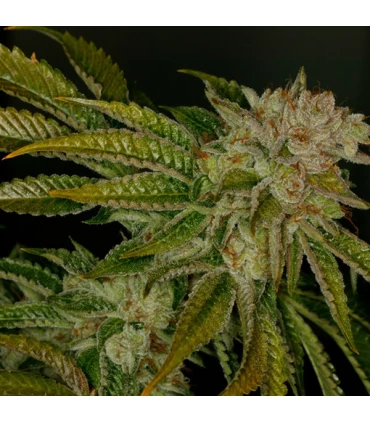 Mk - Ultra  - T.H. Seeds.