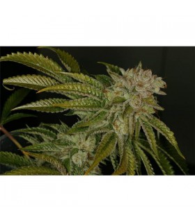 Mk - Ultra  5 u. Reg. T.H. Seeds