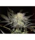 Mendocino Madness  5 u. reg. T.H. Seeds