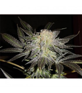 Mendocino Madness  5 u. reg. T.H. Seeds