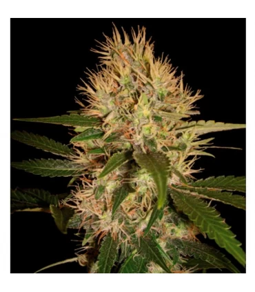 Martian Mean Green - DNA Genetics - Kayamurcia.es