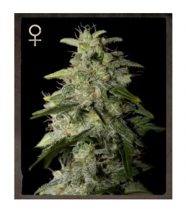 Money Maker - Strain Hunters.