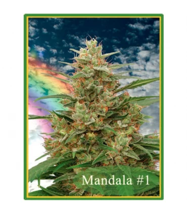 Mandala n1 - 10 u. reg. Mandala Seeds