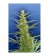 Mixed Sativa Divas 10 u. reg. Flying Dutchmen