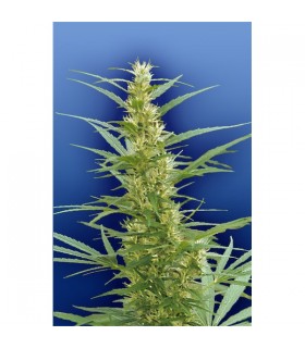 Mixed Sativa Divas 10 u. reg. Flying Dutchmen