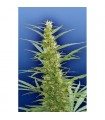 Mixed Sativa Divas 10 u. reg. Flying Dutchmen