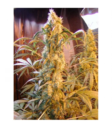 Mango Widow 15 u. reg. Mr. Nice