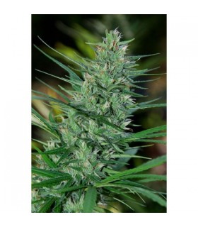Mextiza 10 u. reg. Cannabiogen
